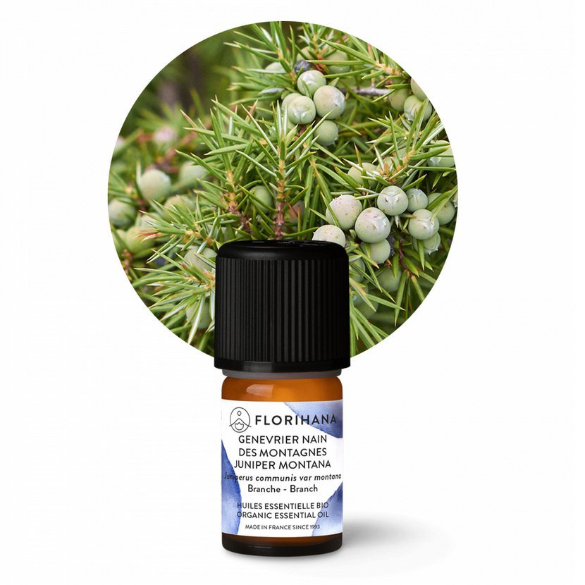 Horsky Jalovec (Horský jalovec, horského jalovce, horských oblastech, Juniperus communis) Horsky Jalovec