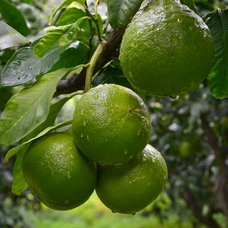 Éterický olej Bergamot destilovaný PROFI