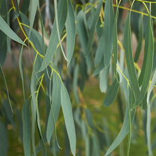 Éterický olej Eukalyptus radiata PROFI