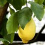 Éterický olej Citronové listí