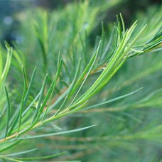 Étrický olej Tea tree BIO PROFI