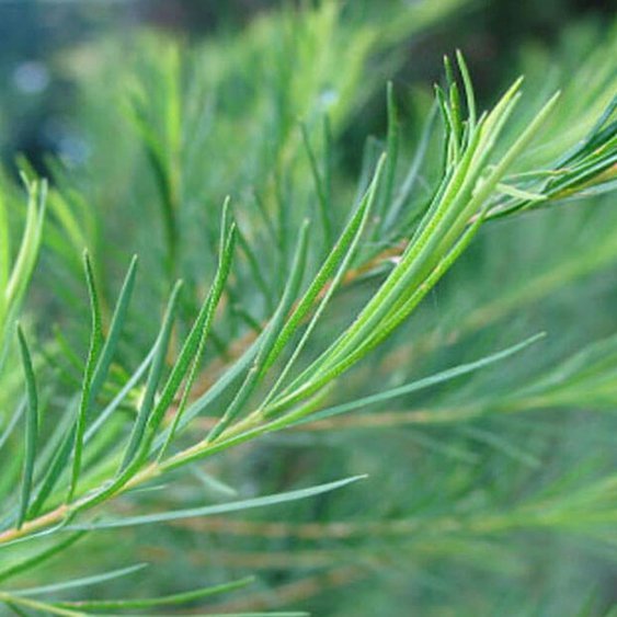 Étrický olej Tea tree BIO PROFI
