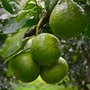 Éterický olej bergamot destilovaný