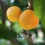 Éterický olej Petitgrain (pomerančové listí) BIO