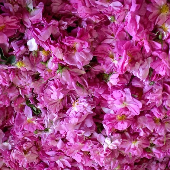 Éterický olej Růže perská PROFI