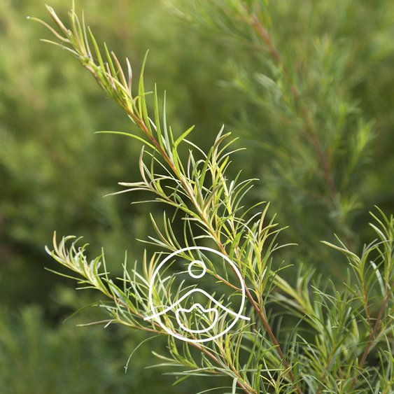 Éterický olej Tea tree BIO 50g