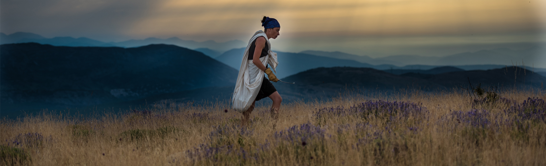 Sběr levandule_2018