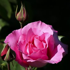 Růže damašská absolue PROFI