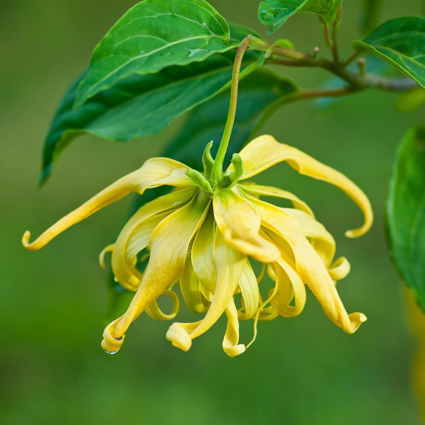 Éterický olej ylang ylang BIO