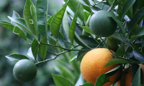 Tajemství citrusových vůní